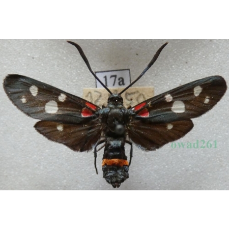 Zygaena ephialtes (Linnaeus, 1767) Kraśnik goryszowiec Czech17a